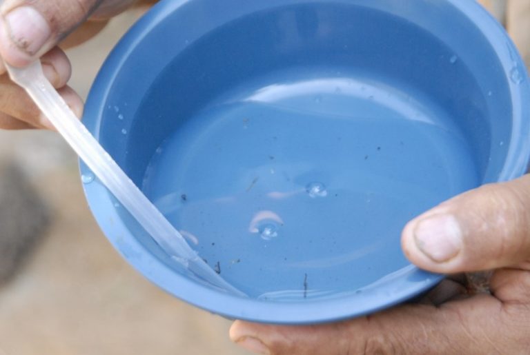 larvas aedes