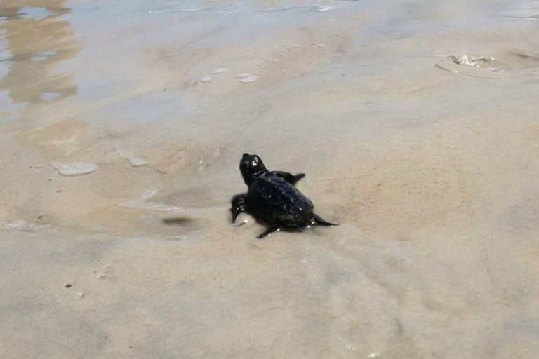 Nascimento de tartarugas marinhas é monitorado pelo Inea em Ilh