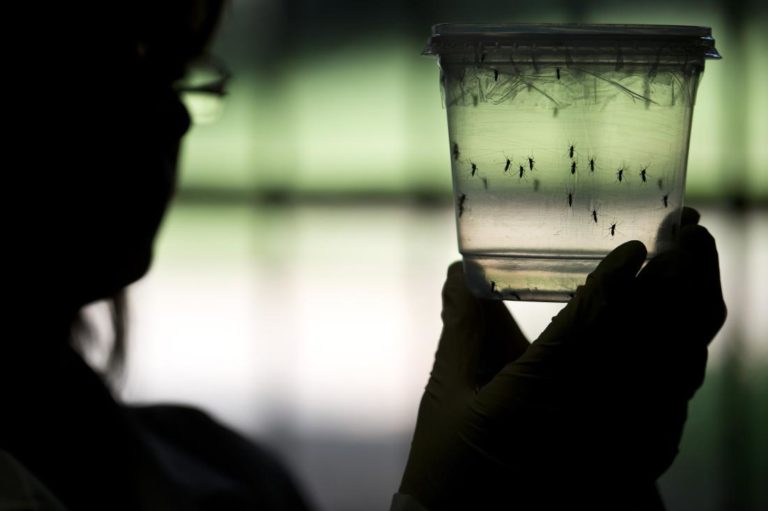 Hotsite tira as principais dúvidas sobre Aedes aegypti e zika vírus