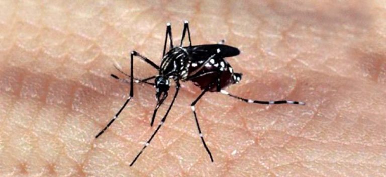 aedes_dengue_zika
