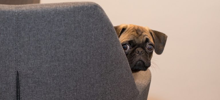 cachorro fogos