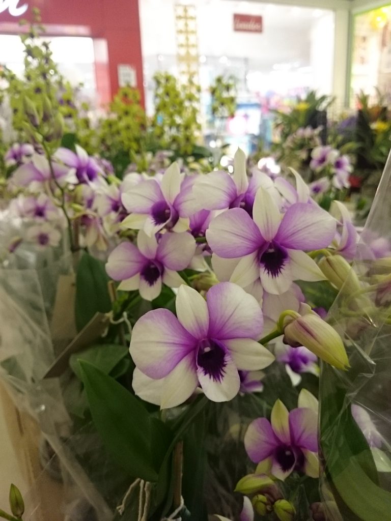 Mostra de Orquideas. Pátio Alcântara.jpg