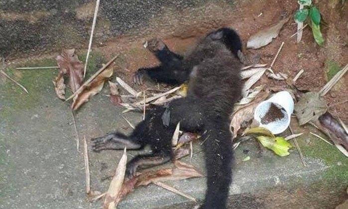macaco