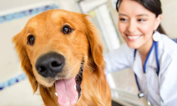 veterinaria