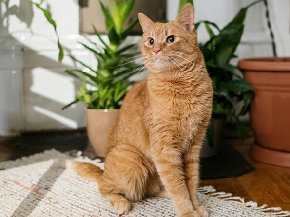 Foto_Animal