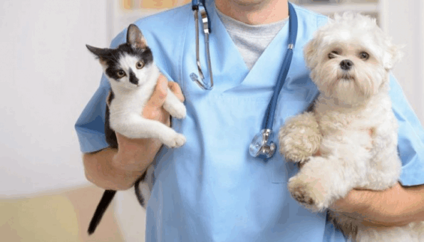 animais cancer