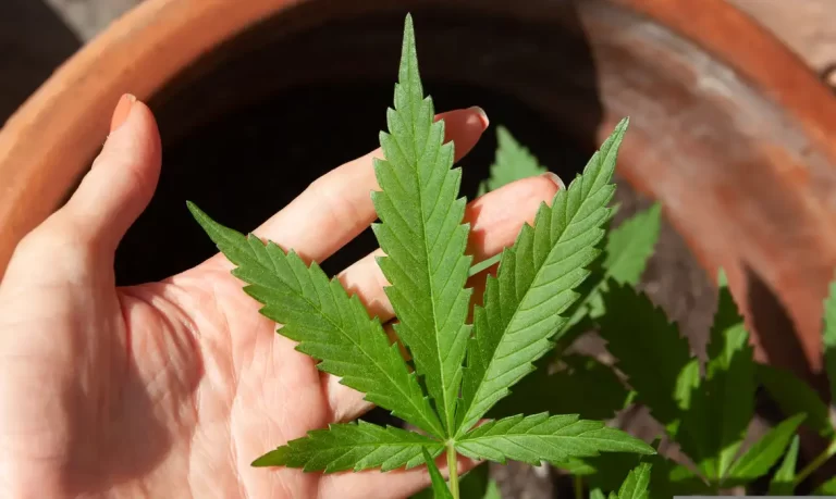 cannabis-5003423