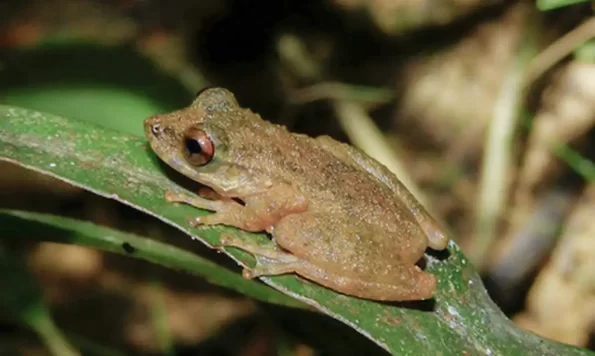 perereca