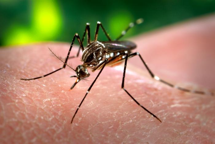 Mosquito Aedes aegypti, transmissor da dengue, pousado sobre a pele humana